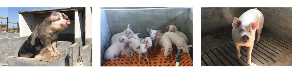 ELI-Pigs